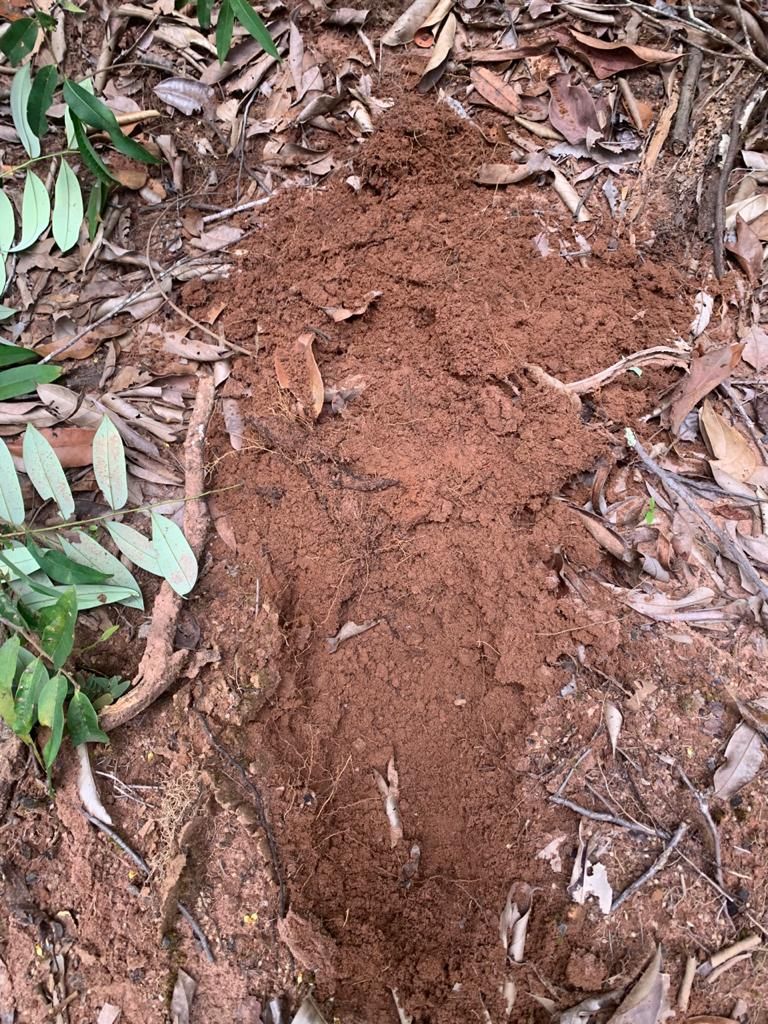 Fazenda, 2 hectares - Foto 9