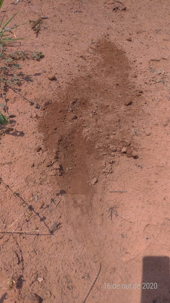 Fazenda, 4 hectares - Foto 9