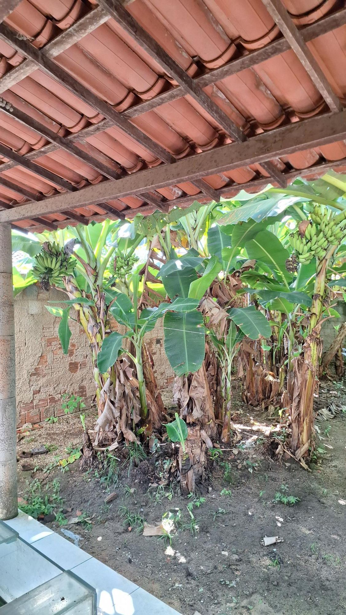 Casa, 4 quartos, 360 m² - Foto 13