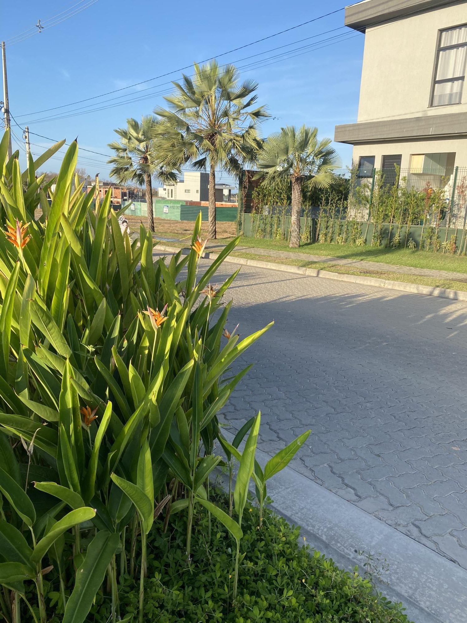 img276965550