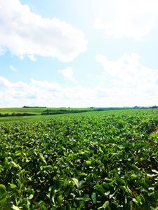Fazenda com 400 hectares soja e pecuária entre Alegrete e Rosário