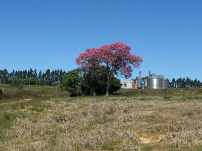 500 ha - arroz e pecuária