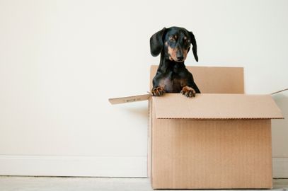Pet no apartamento: dicas e cuidados para ter seu animal de estimação em casa
